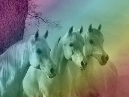 3 in a Row - Horses F1 - equine, arabian, grey, head study, horses, photography, photo