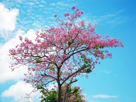 Sakura tree - spring, blossom, sakura, tree, nature