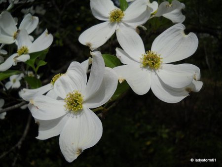 Dogwoods - dogwoods, flowers, blossoms, trees