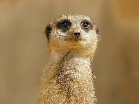 Meerkat - animal, sweet, meerkat, africa