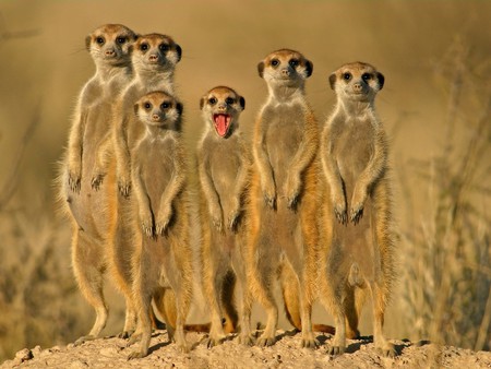 Meerkat group - sweet, africa, meerkat, animal