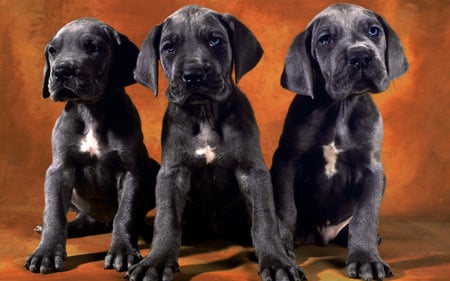 Black labrador puppies - nature, labrador, puppy, dog, animal, pet, black