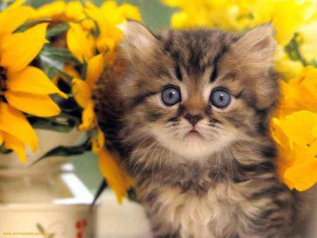 Sunflower and kitten - sunflower, cat, animal, feline, sweet, flower, kitten