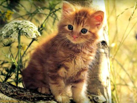 Little lion - cat, animal, feline, sweet, kitten