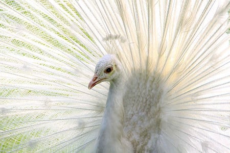 Amazing... - white, peacock, bird, long feathers