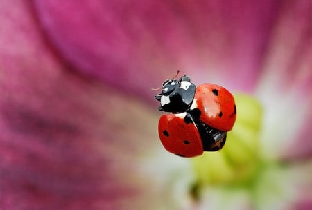 Ladybug - points, black, flower, red