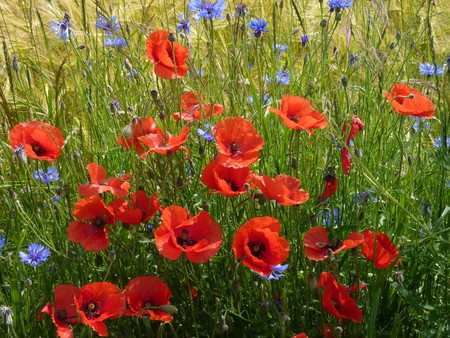 Dream of summer - flowers, grass, blue, red