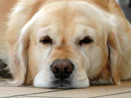 Springtime lethargy - dog, tired, down, blond