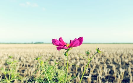 The winner - beauty, nature, sky, purple, field, flower