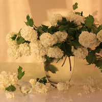 still life