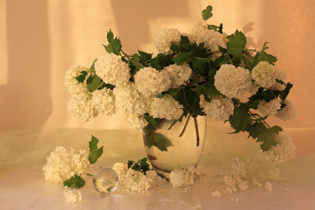 still life - hydrangea, stil life, glass, vase