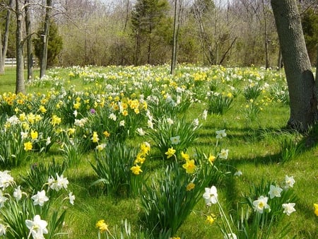 Daffodils Meadow - white, meadow, yellow, daffodils, nature