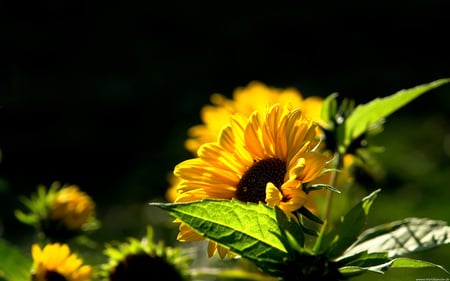 YELLOW GLOW - glow, blossoms, nature, yellow, sun flowers