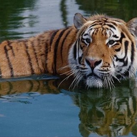 Tiger-in-river