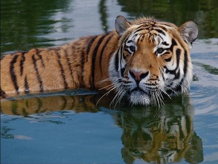 Tiger-in-river - reflection, river, water, animal, tiger