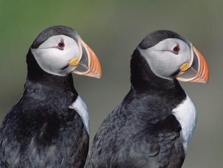 Puffins--Alcids - puffins, couple, beautiful, animal, birds