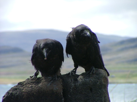 The Raven - the, black, raven, birds