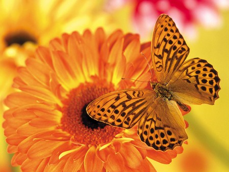 Monarch wings - vivid, butterfly, gerbera, petals, beautiful, orange, wings, orange flower