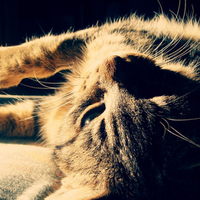 Good Morning Kitty!