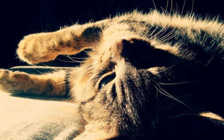 Good Morning Kitty! - cat face, sun, animals, black, ginger, paws, face, pretty, orange, cute, morning, sunlight, cat, kitty, lovely, kitten, sleep, cats, tired, beautiful, animal, tiger