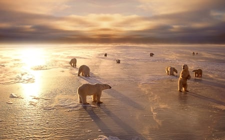 Polar Bears - horizon, sky, sun, animals, sunset, greenland, polar bears, pretty, antactica, clouds, polar, ice, sunlight, alaska, bear, stunning, artic, nature, snow, beautiful, arctic