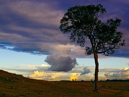 Sky - nature, sky, tree, clouds