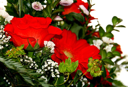 Red flowers - nature, flowers, roses, red