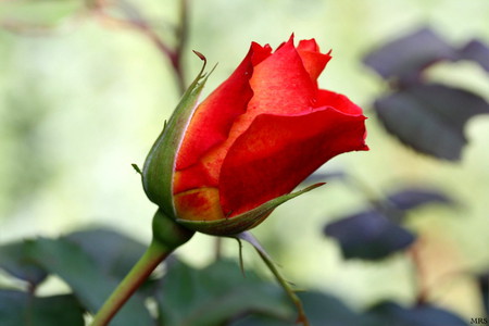 Red rose - nature, flowers, roses, red