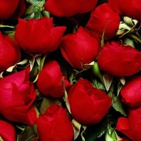 Red roses