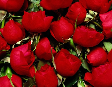 Red roses - beauty, roses, red flowers, red, flowers, red roses