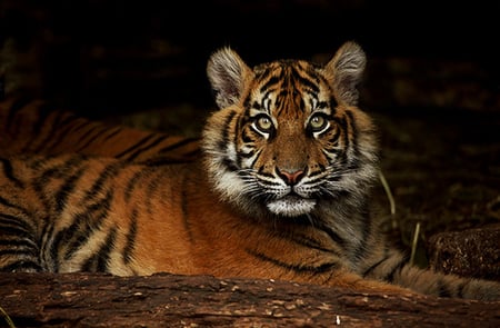 Tiger - animals, other, eyes, tigers