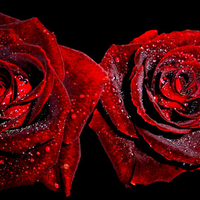 Two roses