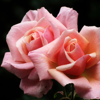 Pink roses