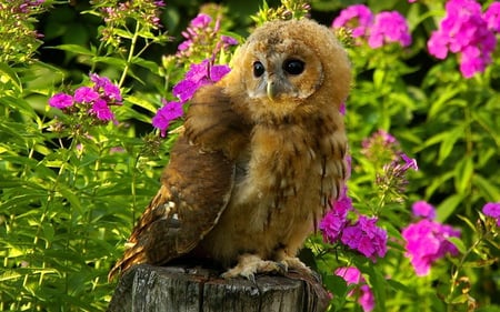 Owl - alone, animals, owl, cute, birds