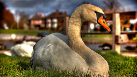 Swan front town - swan, animal, house, nature, grass