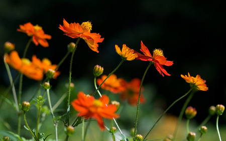 Poppies - nature, red, field, flowers, poppies