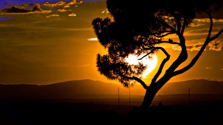 A little bird on tree at sunset - tree, sunset, mountain, bird