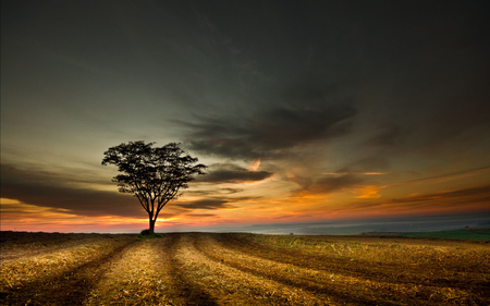 Sunset - sunset, nature, alone, field, tree, sky