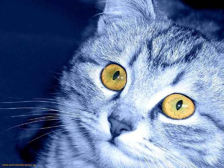 Cat with golden eyes - animal, kitten, feline, eye, sweet, cat