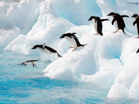 Put a sock in it !!! - bird, ice, water, blue