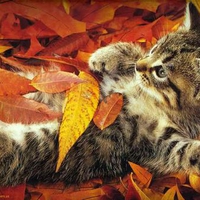 Kitten on autumn leaves