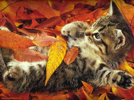 Kitten on autumn leaves - animal, kitten, feline, autumn, tabby, sweet, cat