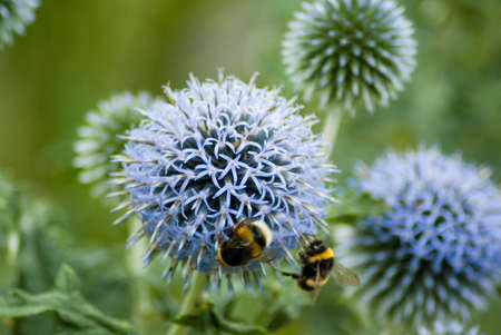 BIZZY BEES - wildlife, blue, bees, green, flowers