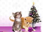 Christmas kittens