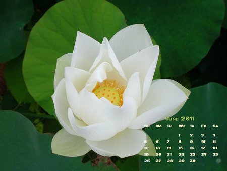 June 2011 - flower, green, calendar, june 2011