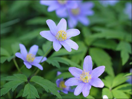 Purple Anemone - purple, perennials, green, leaves, anemone, flower