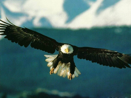 King of the air - flying, majestic, air, usa