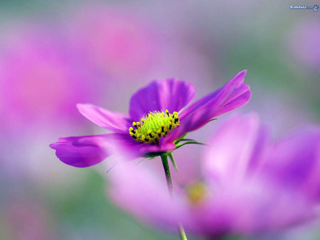 Purple dream - purple, tenderness, flower, spring