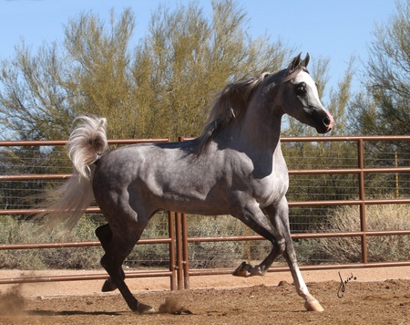 Trotting Arabian - horses, grey arabian, stallion, arabian horses, mare