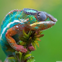 RAINBOW COLORED LIZARD